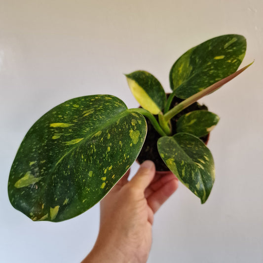 Philodendron Green Congo Hybrid Rare Houseplant 10.5cm pot