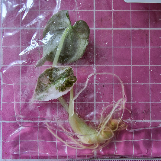 Alocasia Cuprea ‘Nom Yen’ Variegated – Tissue Culture Plant (In Vitro)