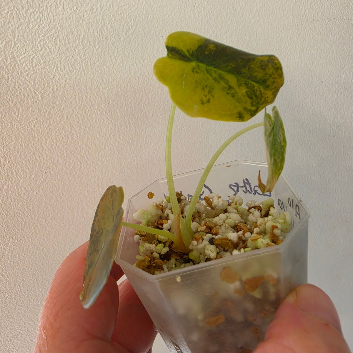 Alocasia Cuprea ‘Latte Gold’ – Acclimatised Tissue Culture | Exact Plant #5