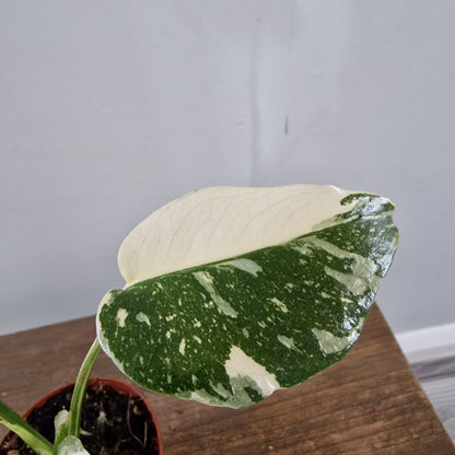 Monstera Thai Constellation Half Moon variegation Rare Houseplant 8cm pot (b)
