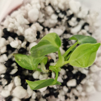 PRE-ORDER – Philodendron Melanochrysum Variegated  – Young Exact TC Plant (#3)