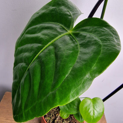 Anthurium Veitchii – 12cm Pot