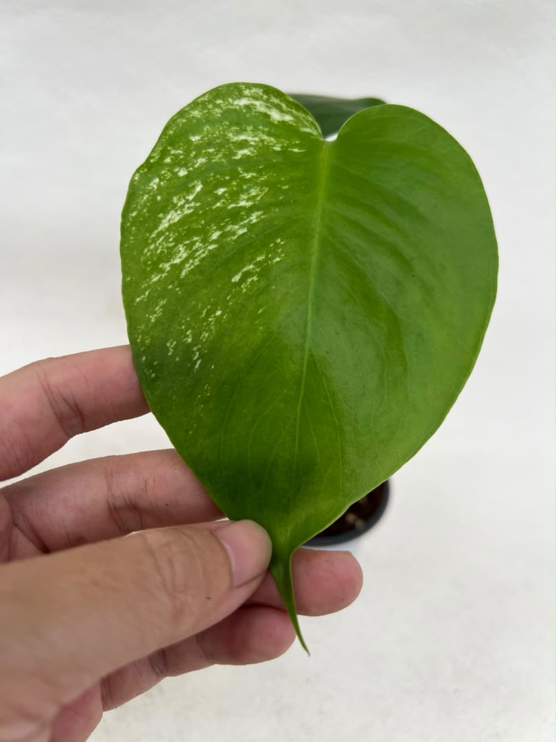 Pre-Order Monstera Devil – Fresh UK Arrival (10cm Pot)