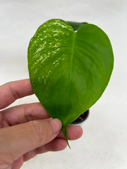 Pre-Order Monstera Devil – Fresh UK Arrival (10cm Pot)