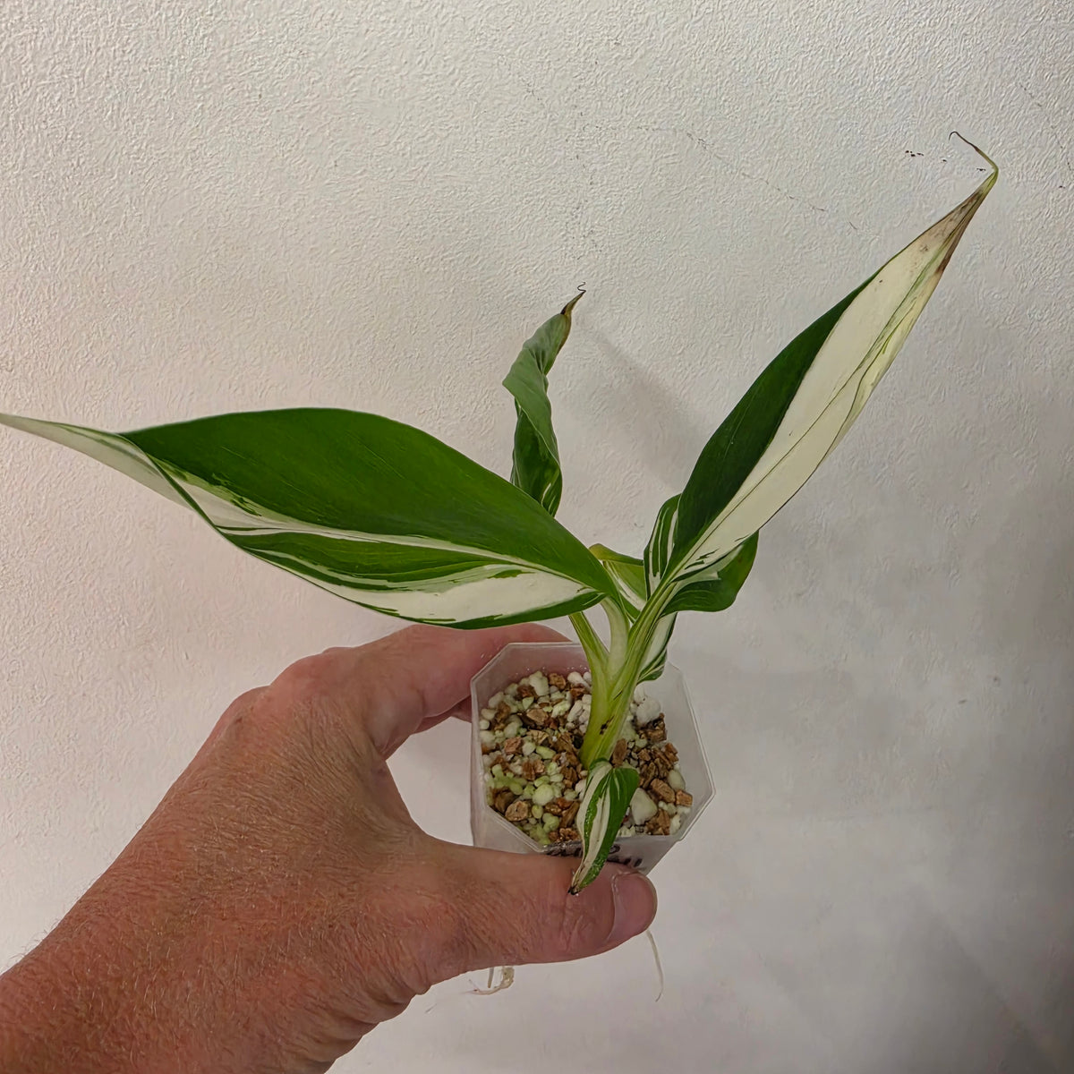 Musa ‘Hawaii’ Variegated – Established | Exact Plant #1
