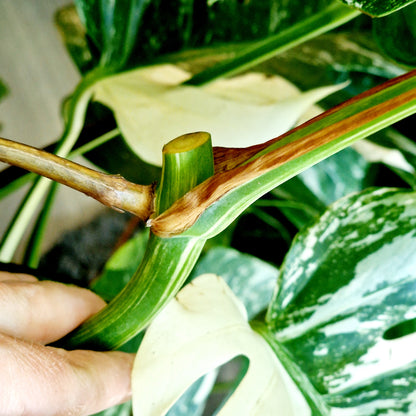 Monstera Albo Middle Leaf Cutting