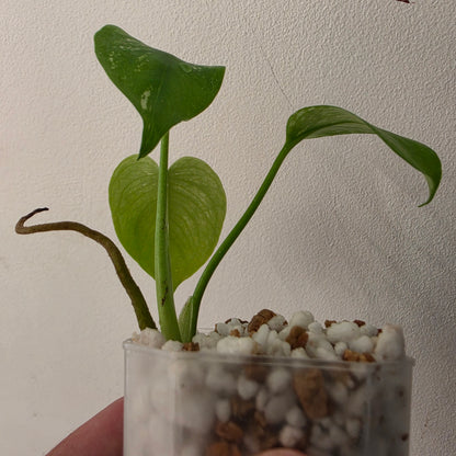 Monstera Devil – Acclimatised TC - Exact Plant (6) See Description