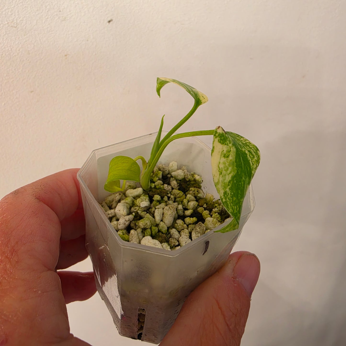 Monstera Mint China’s Version – Exact Plant No. 1 - See Description