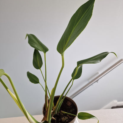 Monstera Burle Marx Flame Rare Houseplant 13cm pot (2)