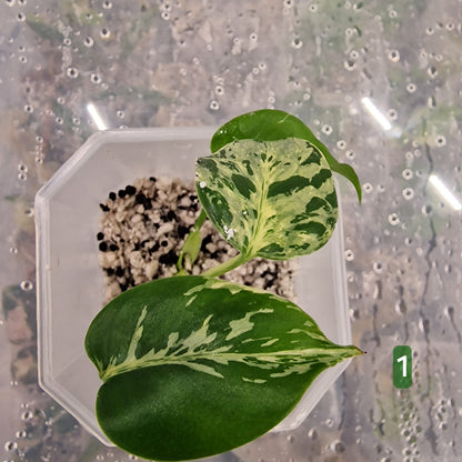 Monstera Bulbasaur – Choose Your Exact Plant (Acclimatising TC Batch) see description