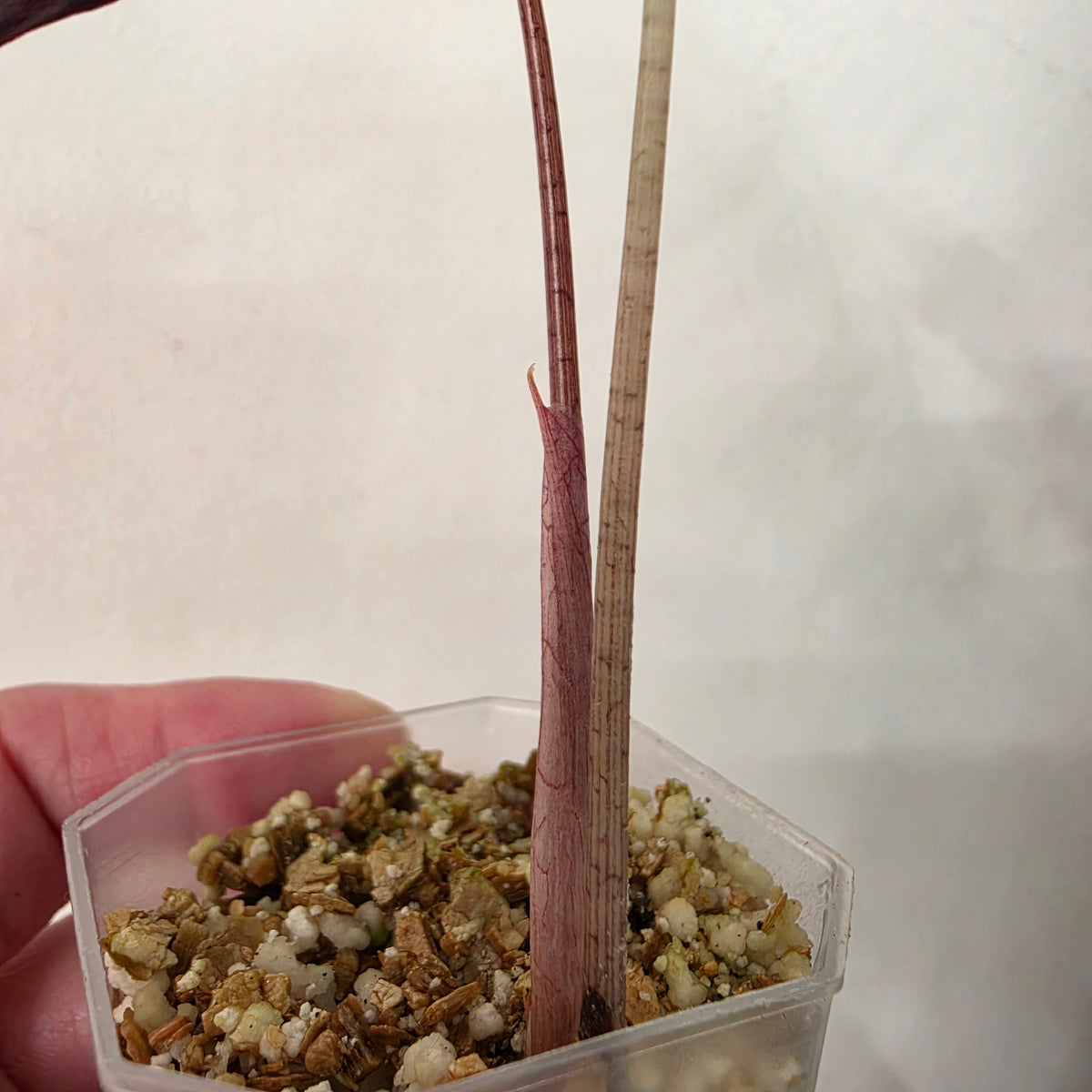 Alocasia Pink Nobilis Variegated – Fully Acclimatised | Exact Plant #4
