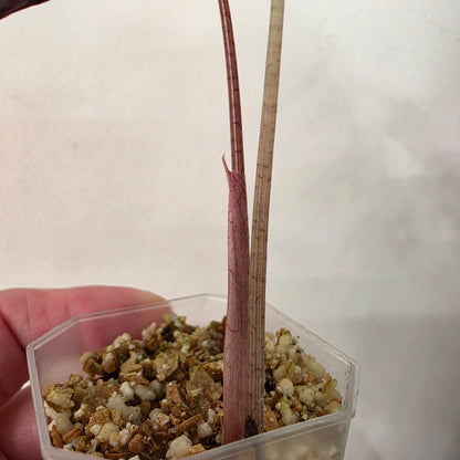 Alocasia Pink Nobilis Variegated – Fully Acclimatised | Exact Plant #4
