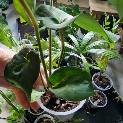 Ecuagenera Rehab Anthurium NoID