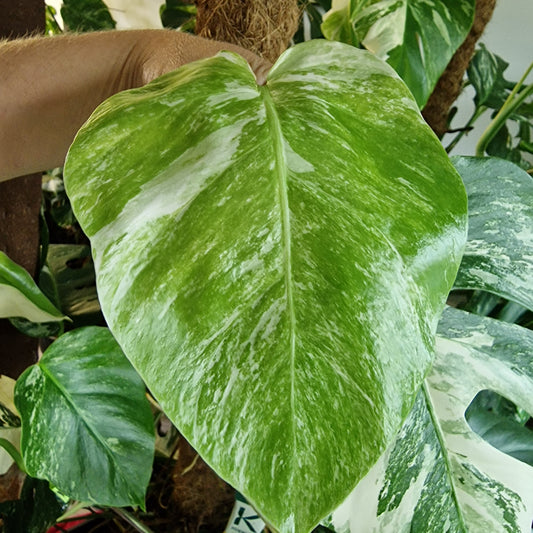 Monstera Albo Top Cutting (2)