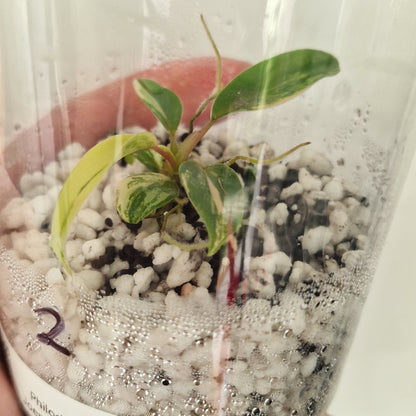 Philodendron Joepii Variegated – Exact Plant #2