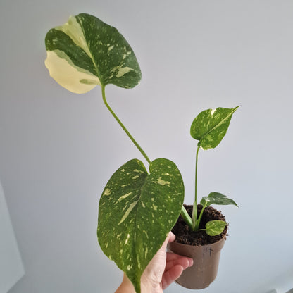 Monstera Thai Constellation Rare Houseplant 11cm pot (14)