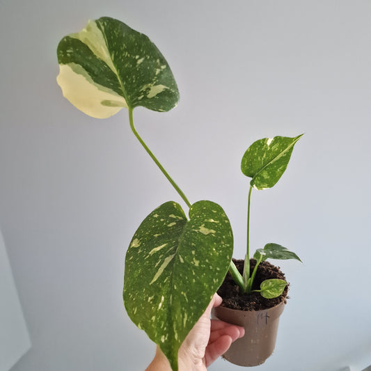Monstera Thai Constellation Rare Houseplant 11cm pot (14)