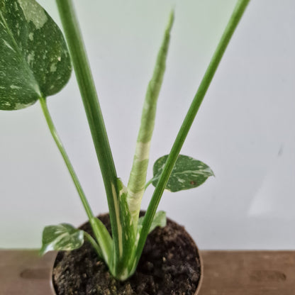 Monstera Thai Constellation Rare Houseplant 8cm pot (1)