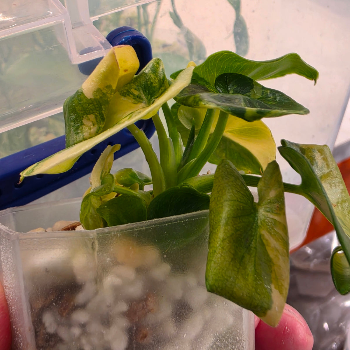 Philodendron Bipinnatifidum Super Atom Variegated
