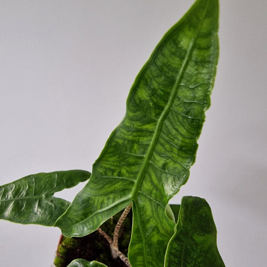 Alocasia Reticulata Rare Houseplant 10.5cm pot