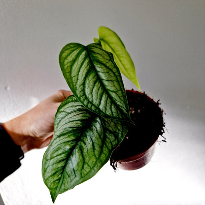 Monstera Siltepecana El Salvador Houseplant 10.5cm pot