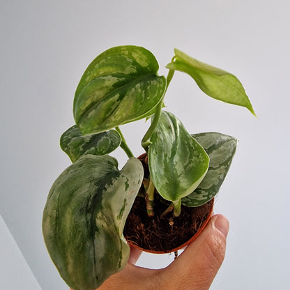 Scindapsus sp. Kalimantan Rare Houseplant 7cm pot