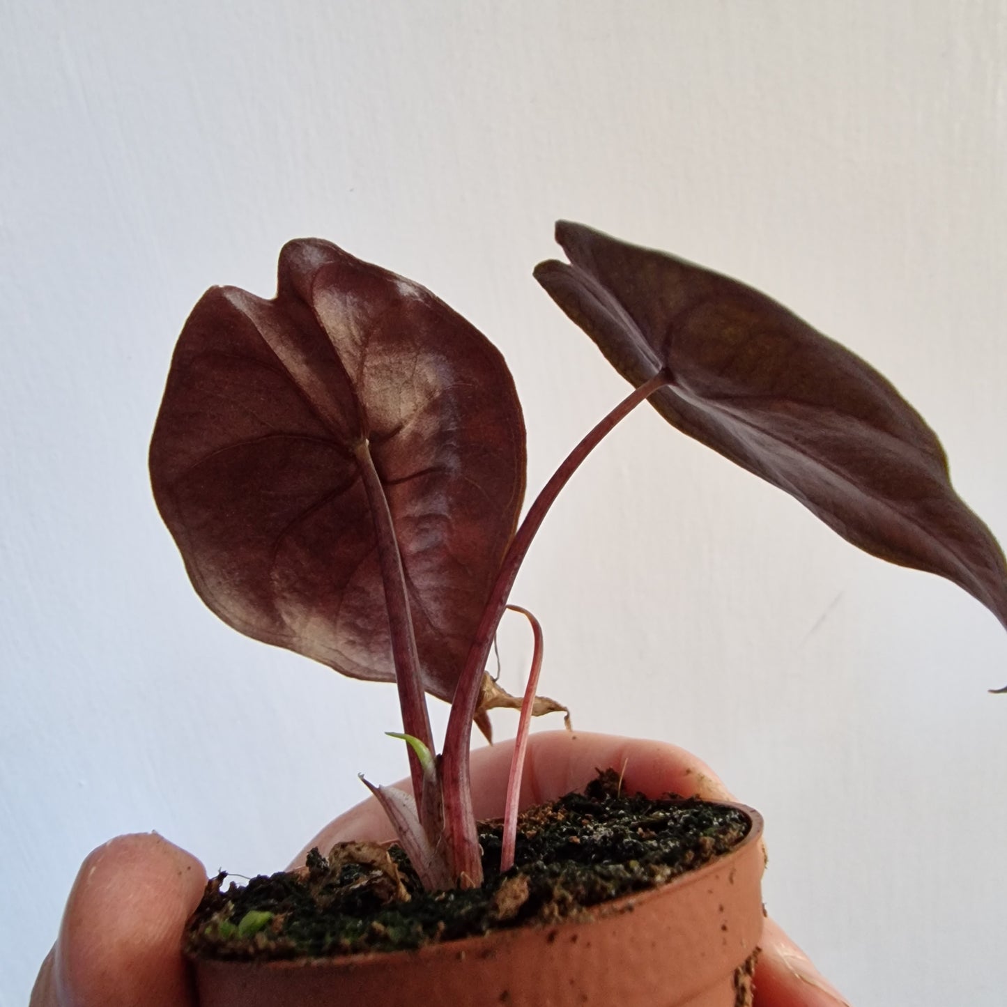 Alocasia Suhirmaniana 'Red Petiole' Rare Houseplant 6cm pot
