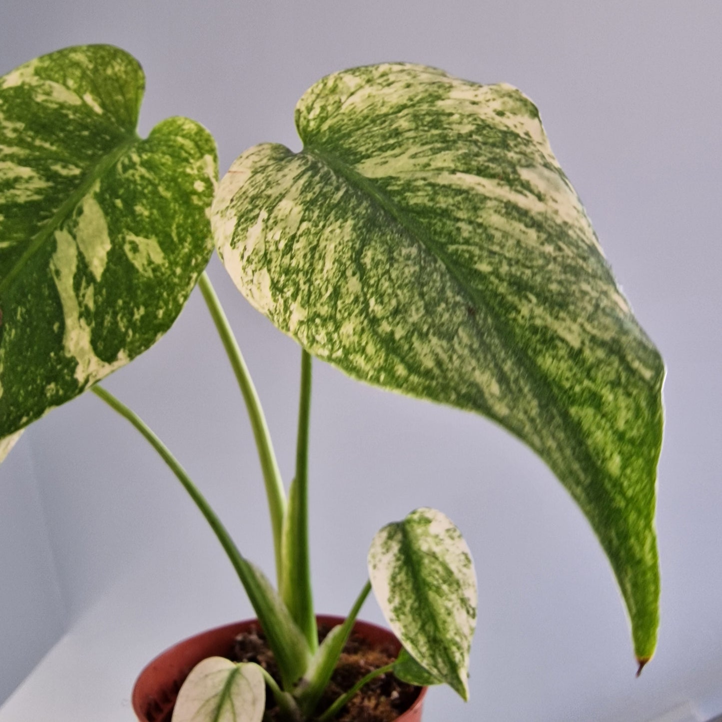 Monstera Mint Rare Houseplant 10.5cm pot (e)