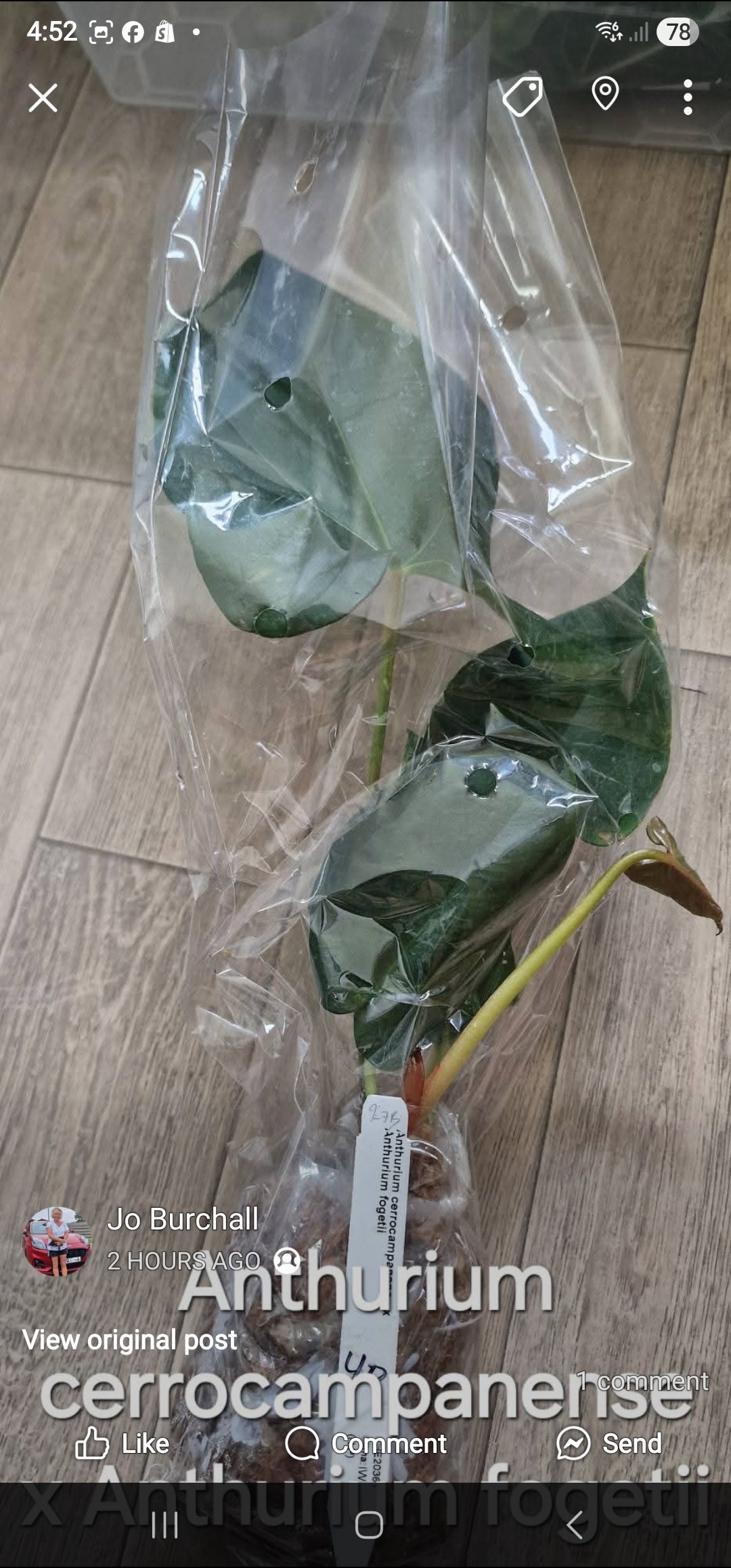 Sunday Sale - Karen brain fogetii