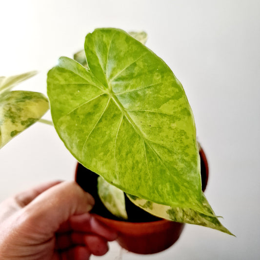 Alocasia Gageana Aurea Houseplant 7cm pot (1)