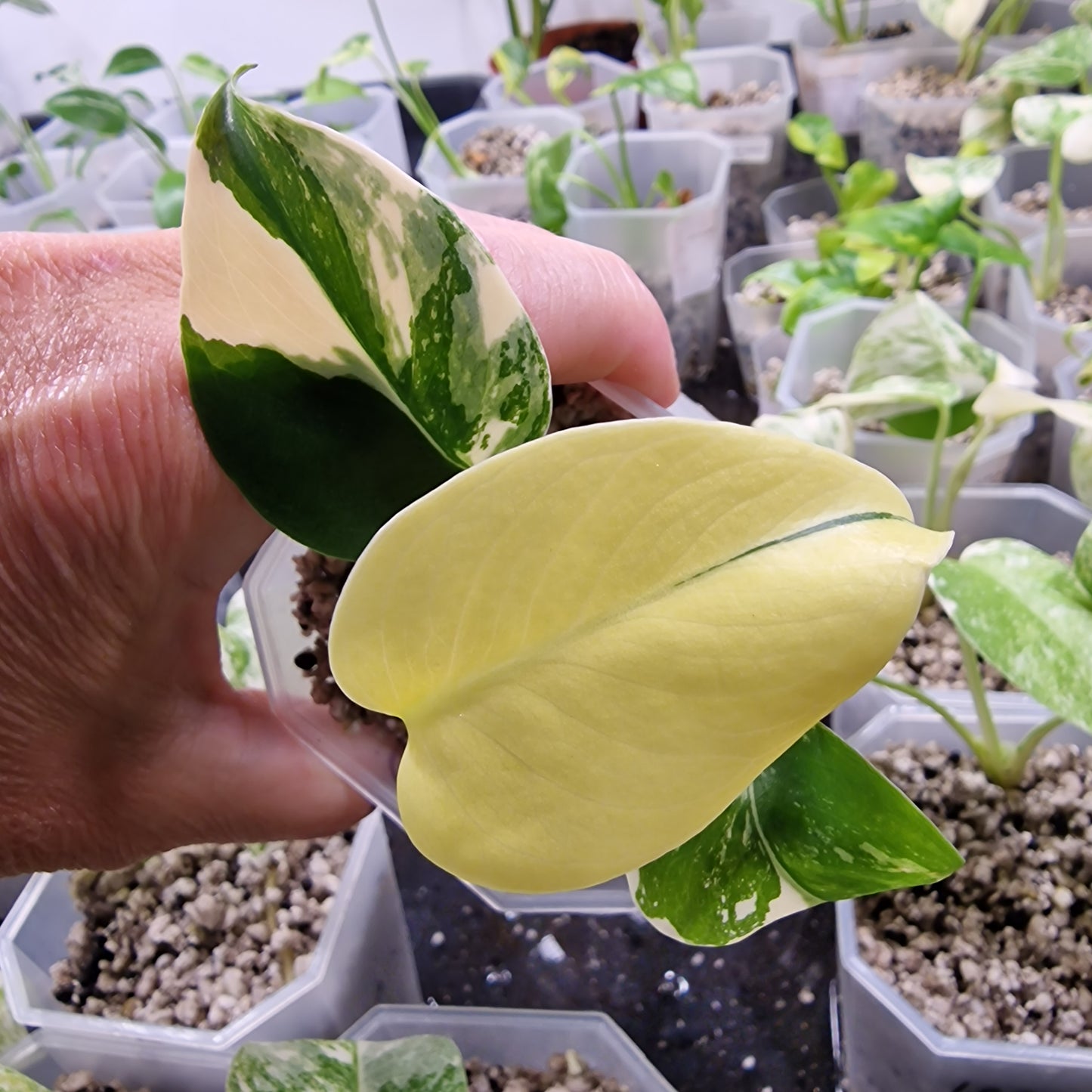 Monstera Electrolight Variegated – Exact Plant (#5)