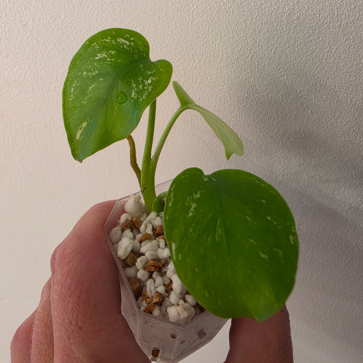 Monstera Devil – Acclimatised TC - Exact Plant (6) See Description
