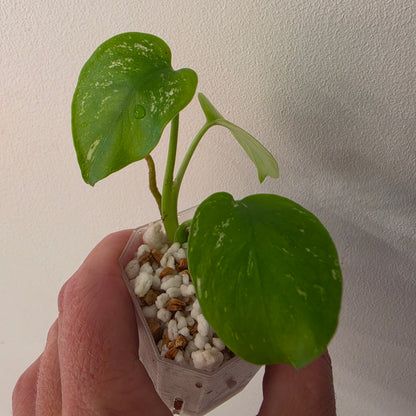 Monstera Devil – Acclimatised TC - Exact Plant (6) See Description