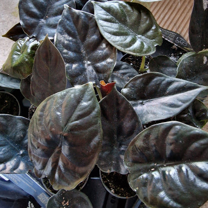Alocasia Infernalis ‘Black Magic’ – 6cm Pot