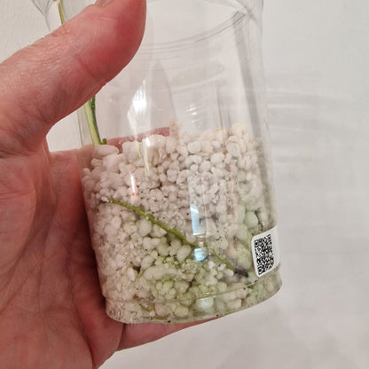 Raffle no 2  - Monstera Bulbasaur – See Description!