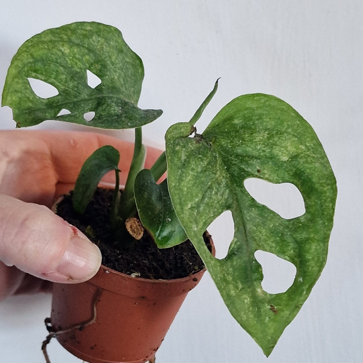 Monstera adansonii ‘European Mint’ – 6cm Pot