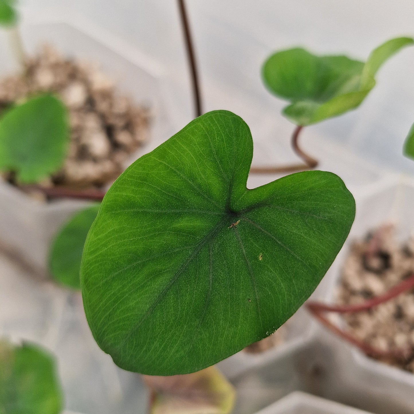 Pre-Order Colocasia Esculenta 'Black Magic' – Rare Elephant Ear Plant see description