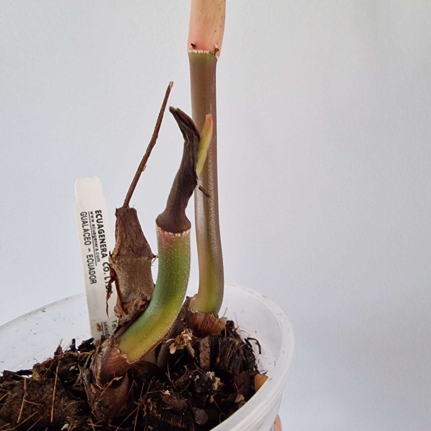 Ecuagenera Rehab Philodendron verrocosom Beauty