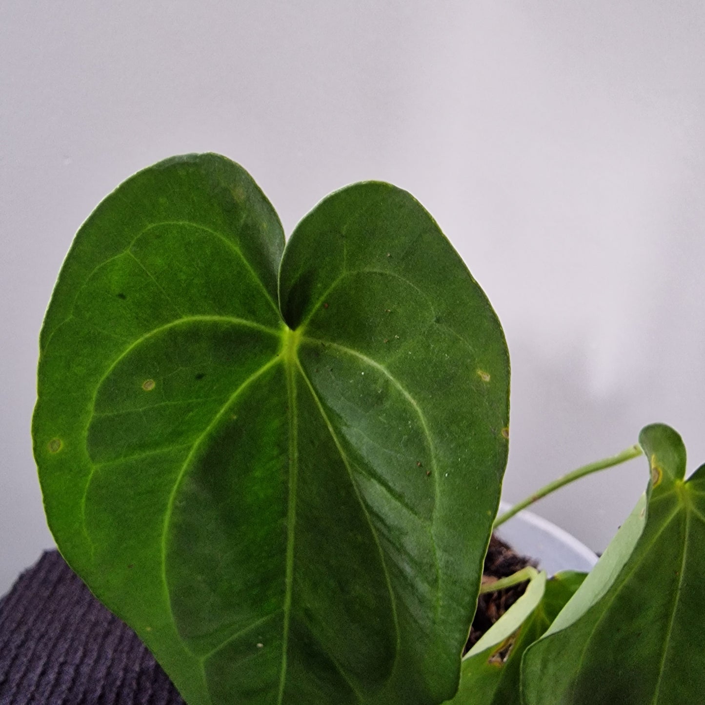 Ecuagenera Rehab Anthurium Lavinia x Anth Lightening (D5)