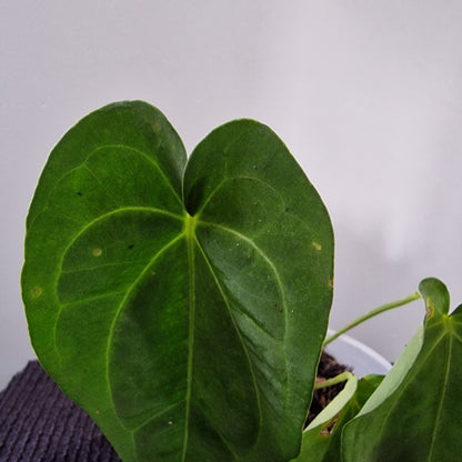 Ecuagenera Rehab Anthurium Lavinia x Anth Lightening (D5)
