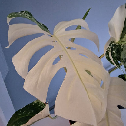 Monstera Deliciosa Albo Super White Rare Houseplant 15cm pot