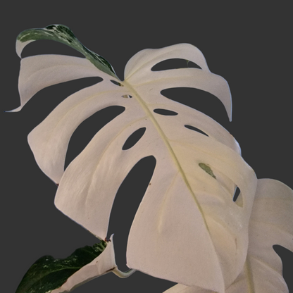 Monstera Deliciosa Albo Super White Rare Houseplant 15cm pot
