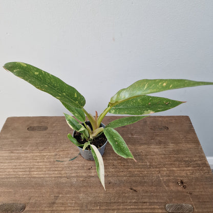 Philodendron Ring of Fire – 6cm Pot