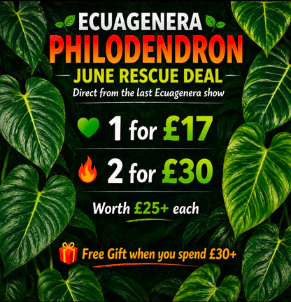 June Mystery Ecuagenera Philodendron – Rescue Plants (Worth £25+ each)
Please Read Description