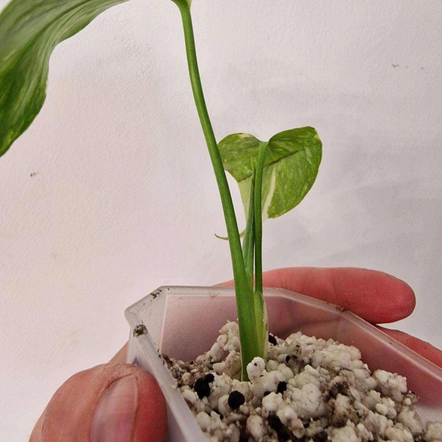 Monstera Electrolight Variegated – Exact Plant (#3)