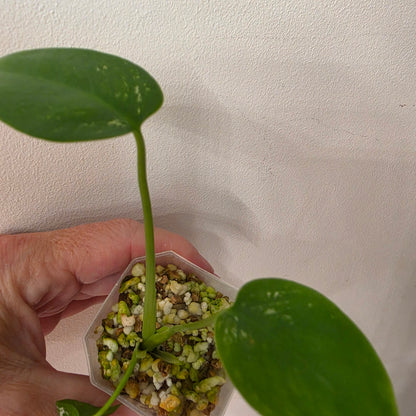 Monstera Devil Monster – Lightly Variegated / Speckled – Exact Plant (L4)