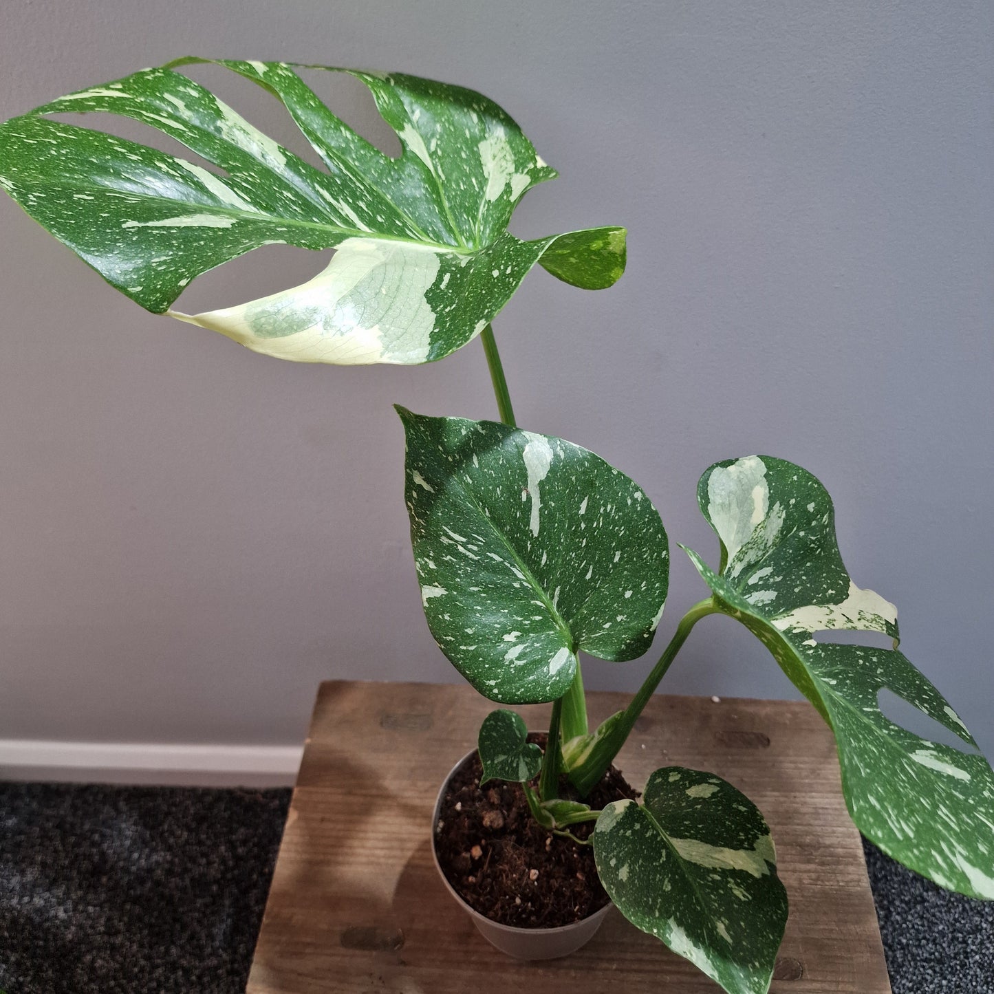 Monstera Thai Constellation Houseplant 12cm pot (2)