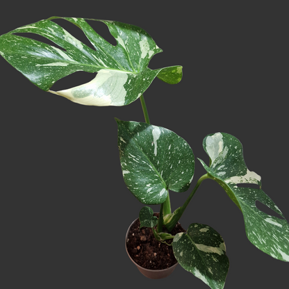 Monstera Thai Constellation Houseplant 12cm pot (2)