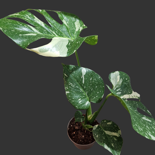 Monstera Thai Constellation Houseplant 12cm pot (2)