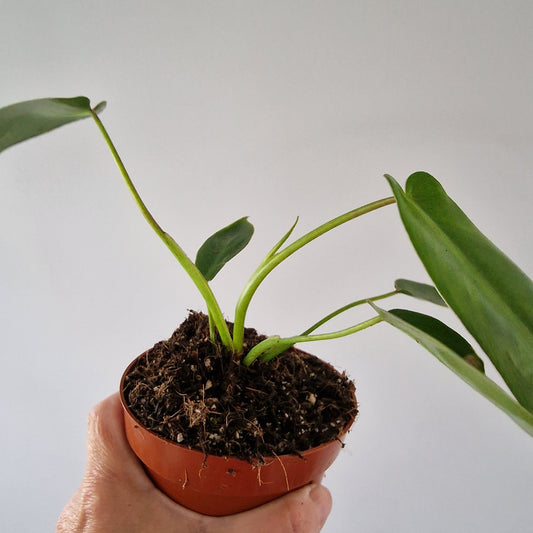 Philodendron Spiritus Sancti – 10.5cm Pot